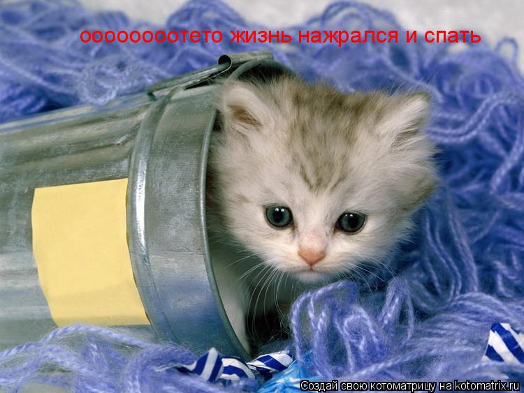 Котоматрица: оооооооотето жизнь нажрался и спать