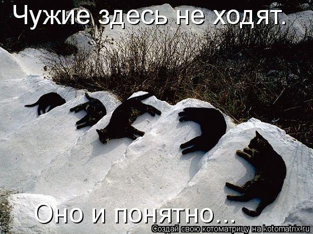 Чужие здесь не ходят. Оно и понятно...... Котоматрица: Чужие здесь не ходят. Оно и понятно...