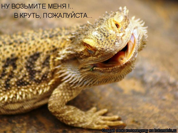 Котоматрица: НУ ВОЗЬМИТЕ МЕНЯ !.. В КРУТЬ, ПОЖАЛУЙСТА...
