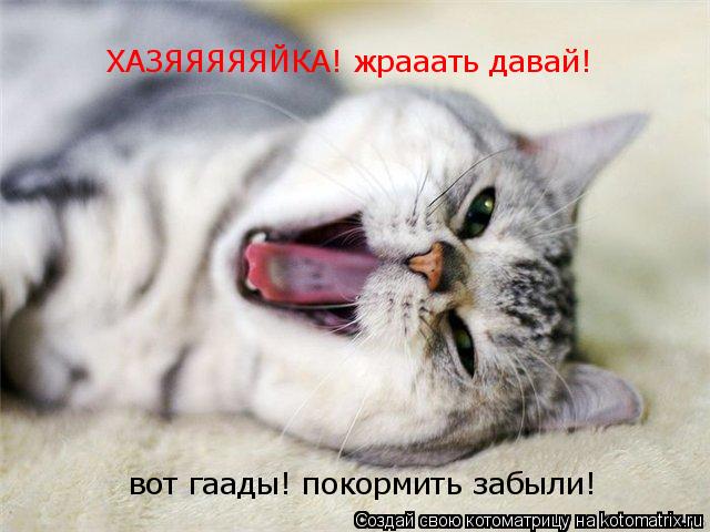Котоматрица: ХАЗЯЯЯЯЯЙКА! жрааать давай! вот гаады! покормить забыли!