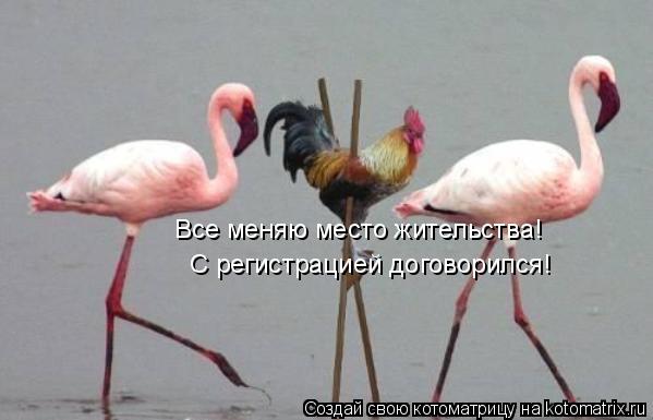 Котоматрица: Все меняю место жительства! С регистрацией договорился!