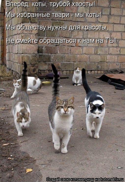 Котоматрица: Вперёд, коты, трубой хвосты! Мы избранные твари - мы коты! Мы обществу нужны для красоты, Не смейте обращаться к нам на ТЫ!
