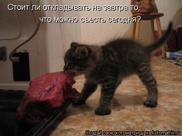 Котоматрица: Стоит ли откладывать на завтра то,  что можно съесть сегодня?