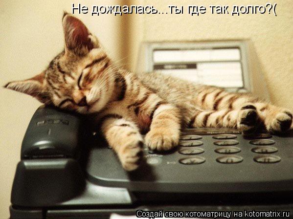 Котоматрица: Не дождалась...ты где так долго?(