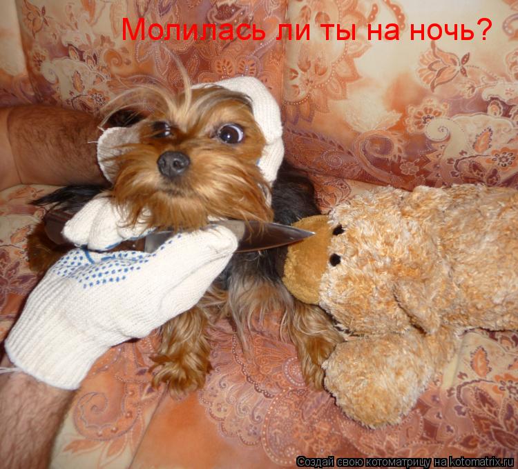 Котоматрица: Молилась ли ты на ночь?