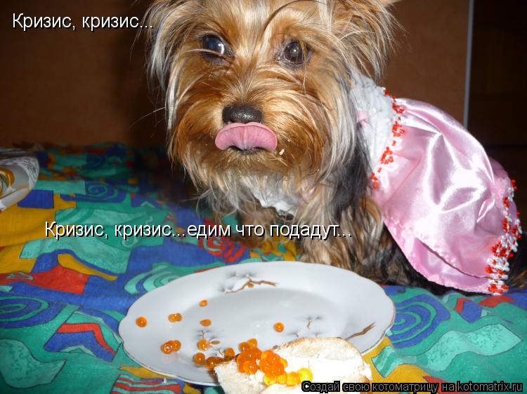 Котоматрица: Кризис, кризис... Кризис, кризис... Кризис, кризис...едим что подадут...