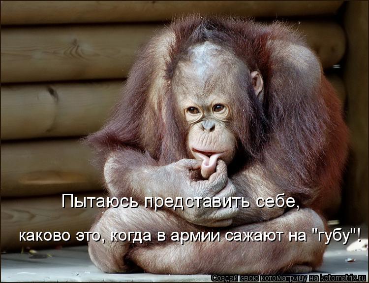 Пытаюсь представить себе, каково это, когда в армии сажают на "губу"!... Котоматрица: Пытаюсь представить себе, каково это, когда в армии сажают на "губу"!