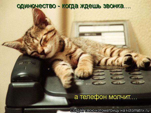 Котоматрица: одиночество - когда ждешь звонка.... а телефон молчит....