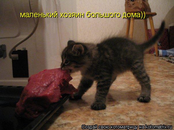 Котоматрица: маленький хозяин большого дома))