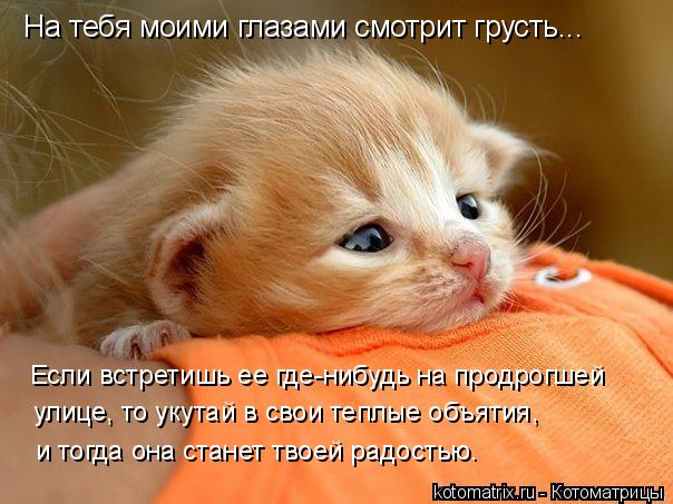 Котоматрица: На тебя моими глазами смотрит грусть... Если встретишь ее где-нибудь на продрогшей  улице, то укутай в свои теплые объятия,  и тогда она стане
