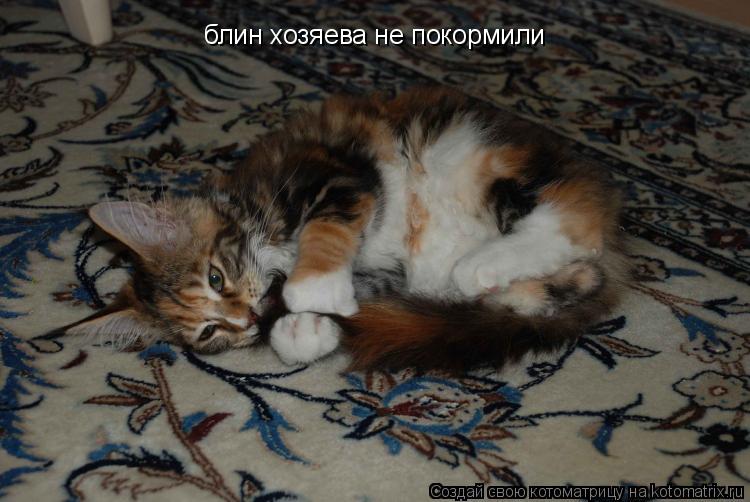 Котоматрица: блин хозяева не покормили