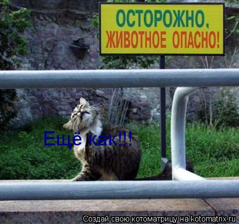 Котоматрица: Ещё как!!!