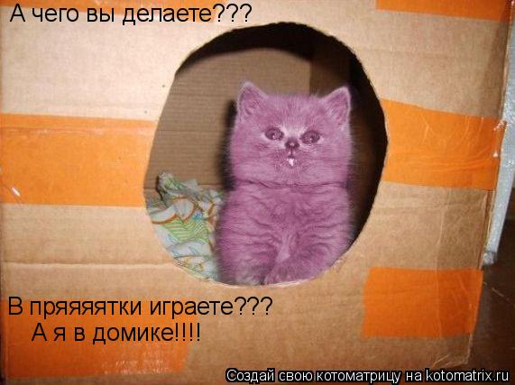 Котоматрица: А чего вы делаете???  В пряяяятки играете??? А я в домике!!!!