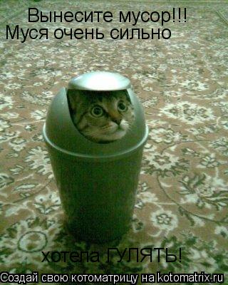 Котоматрица: Вынесите мусор!!! Муся очень сильно  хотела ГУЛЯТЬ!