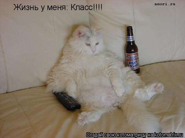 Котоматрица: Жизнь у меня: Класс!!!!
