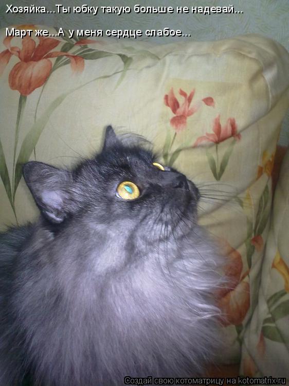 Котоматрица: Хозяйка...Ты юбку такую больше не надевай... Март же...А у меня сердце слабое...