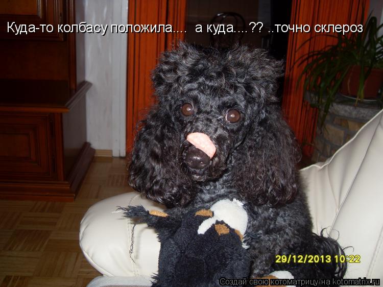 Котоматрица: Куда-то колбасу положила....  а куда....?? ..точно склероз