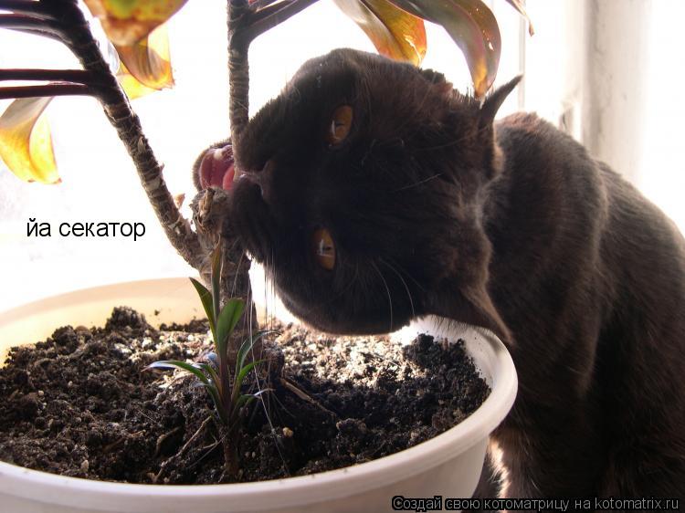 Котоматрица: йа секатор