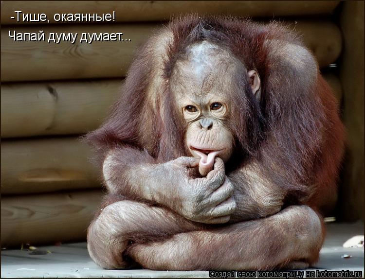 Котоматрица: -Тише, окаянные! Чапай думу думает...