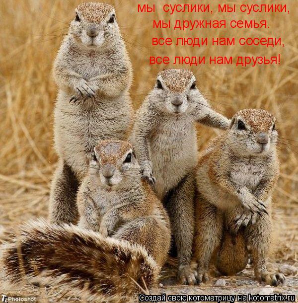 Котоматрица: мы  суслики, мы суслики, мы дружная семья. все люди нам соседи, все люди нам друзья!