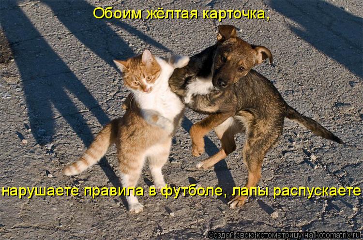Котоматрица: Обоим жёлтая карточка,  нарушаете правила в футболе, лапы распускаете!