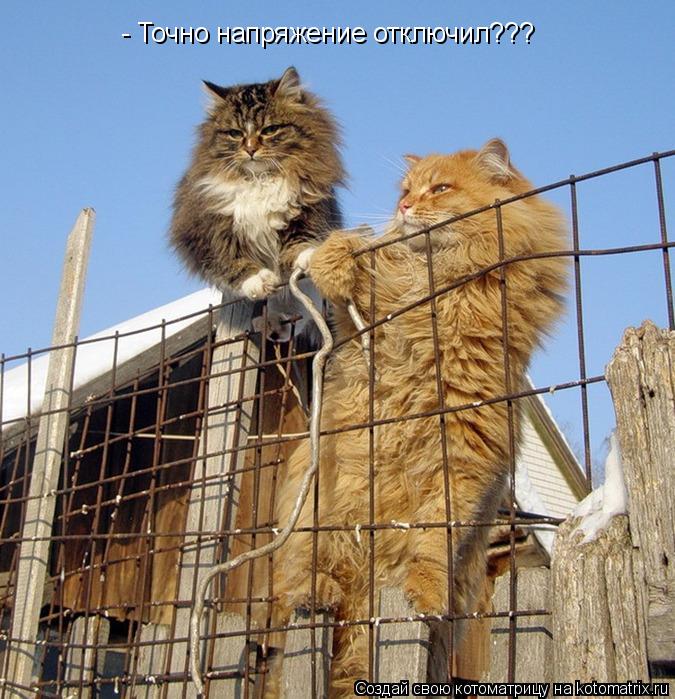 Котоматрица: - Точно напряжение отключил???