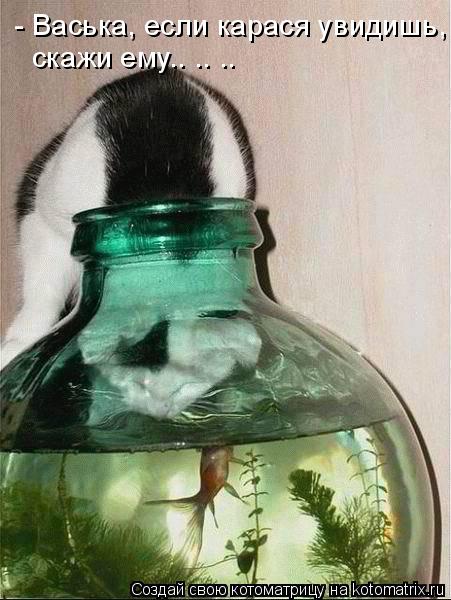 Котоматрица: - Васька, если карася увидишь, скажи ему.. .. ..