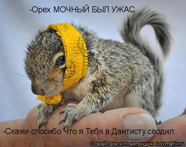 Котоматрица: -Орех МОЧНЫЙ БЫЛ УЖАС  -Скажи спосибо Что я Тебя в Дантисту сводил..