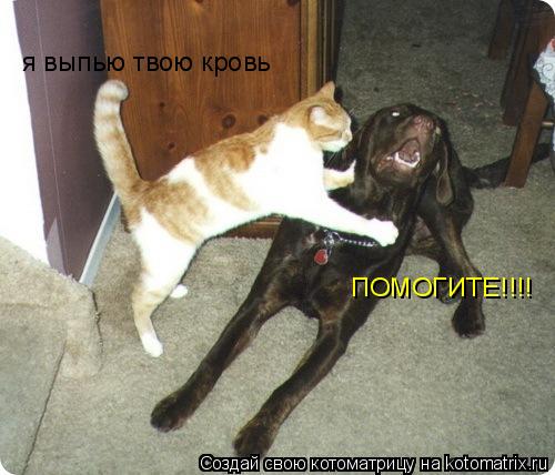 ПОМОГИТЕ!!!! я выпью твою кровь... Котоматрица: ПОМОГИТЕ!!!! я выпью твою кровь