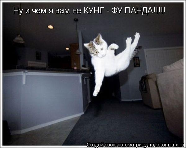 Ну и чем я вам не КУНГ - ФУ ПАНДА!!!!!... Котоматрица: Ну и чем я вам не КУНГ - ФУ ПАНДА!!!!!