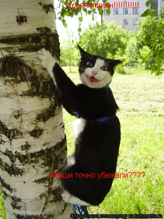 Хозяяяяяиин!!!!!!!!!!! Мыши точно убежали????... Котоматрица: Хозяяяяяиин!!!!!!!!!!! Мыши точно убежали????
