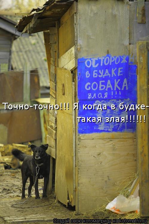 Точно-точно!!! Я когда в будке- такая злая!!!!!!... Котоматрица: Точно-точно!!! Я когда в будке- такая злая!!!!!!