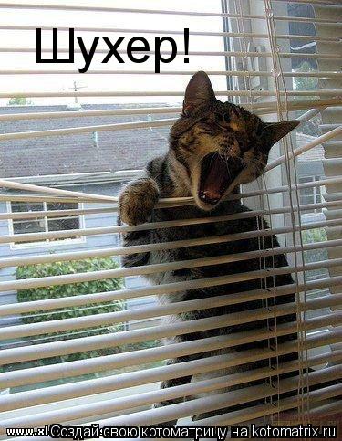 Котоматрица: Шухер!