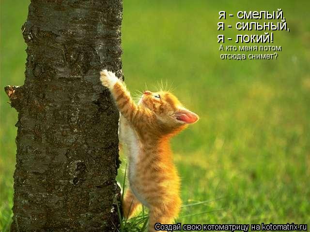 Котоматрица: я - смелый, я - сильный, я - локий! А кто меня потом  отсюда снимет?