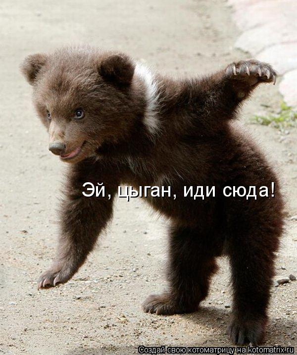 Котоматрица: Эй, цыган, иди сюда!