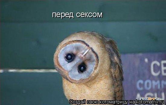 Котоматрица: перед сексом