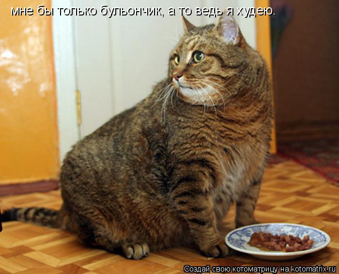 Котоматрица: мне бы только бульончик, а то ведь я худею.