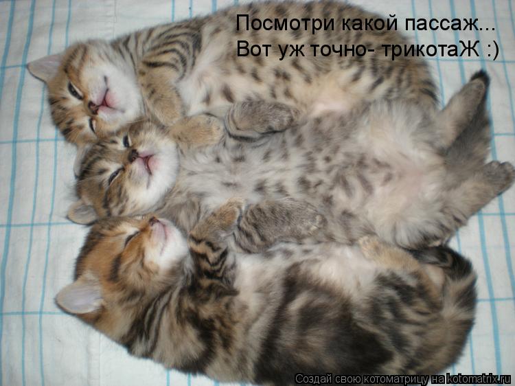 Котоматрица: Посмотри какой пассаж... Вот уж точно- трикотаЖ :)
