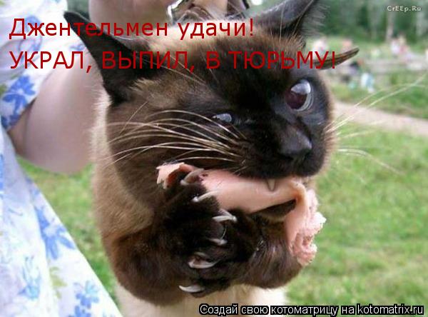 Котоматрица: Джентельмен удачи!  УКРАЛ, ВЫПИЛ, В ТЮРЬМУ!