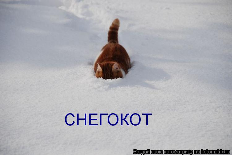 Котоматрица: СНЕГОКОТ