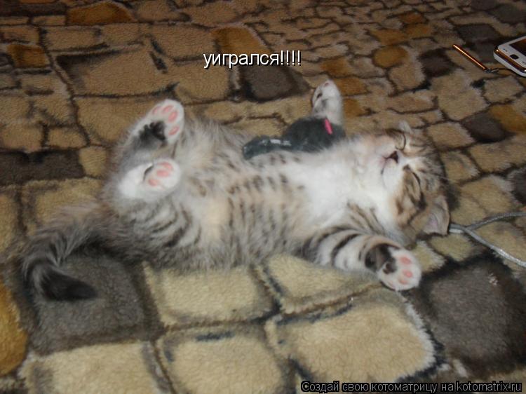 Котоматрица: уигрался!!!!