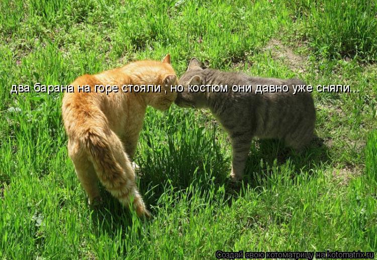 Котоматрица: два барана на горе стояли , но костюм они давно уже сняли...