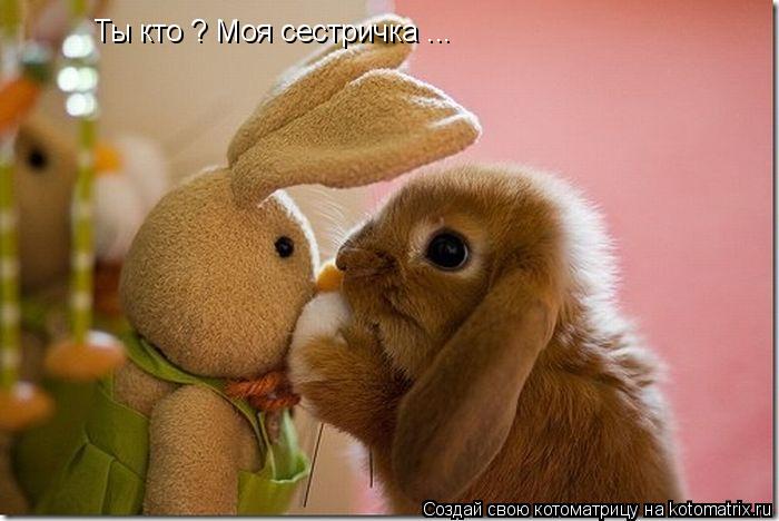 Ты кто ? Моя сестричка ...... Котоматрица: Ты кто ? Моя сестричка ...