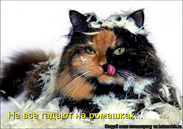 Котоматрица: Не все гадают на ромашках...