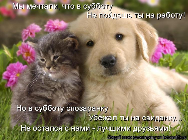 Мы мечтали, что в субботу Не пойдешь ты на работу! Но в субботу спозаранку Убежал ты на свиданку... Н... Котоматрица: Мы мечтали, что в субботу Не пойдешь ты на работу! Но в субботу спозаранку Убежал ты на свиданку... Не остался с нами - лучшими друзьями!