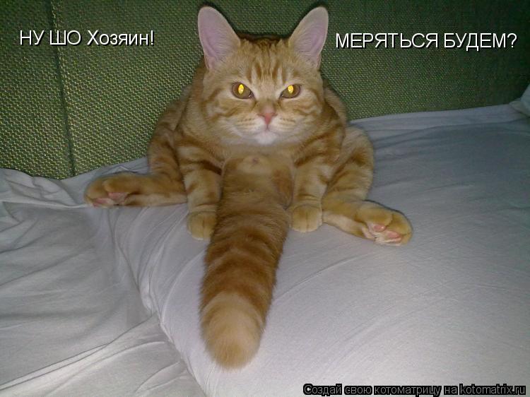 НУ ШО Хозяин! МЕРЯТЬСЯ БУДЕМ?... Котоматрица: НУ ШО Хозяин! МЕРЯТЬСЯ БУДЕМ?