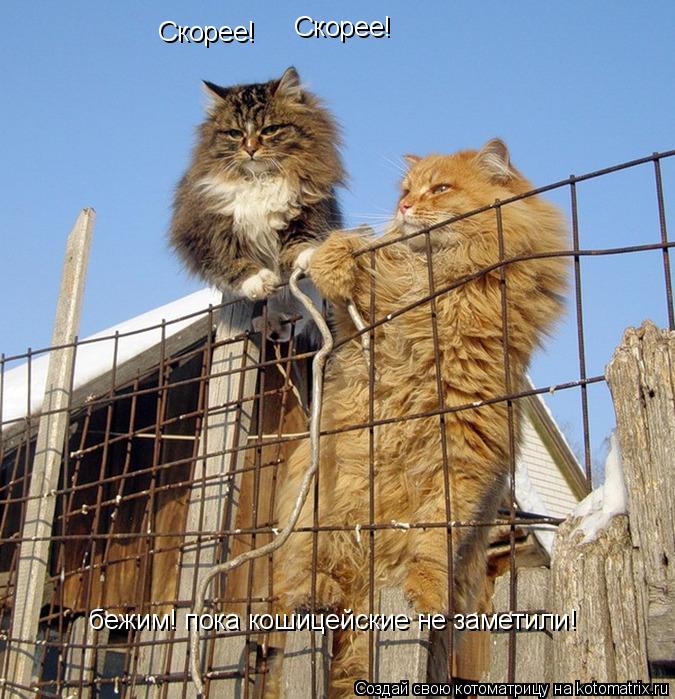 Котоматрица: Скорее!  Скорее!  бежим! пока кошицейские не заметили!