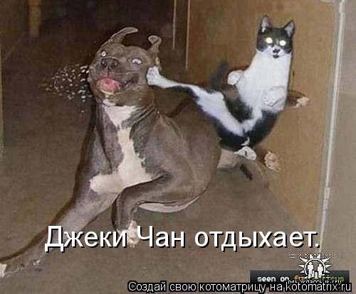 Джеки Чан отдыхает.... Котоматрица: Джеки Чан отдыхает.