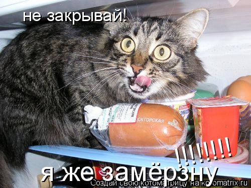 не закрывай! я же замёрзну !!!!!!!!... Котоматрица: не закрывай! я же замёрзну !!!!!!!!