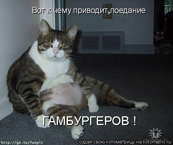 Вот к чему приводит поедание ГАМБУРГЕРОВ !... Котоматрица: Вот к чему приводит поедание ГАМБУРГЕРОВ !